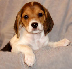 Beagle shelters hot sale