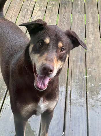Archie