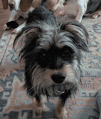 Benny