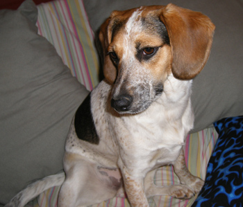 Piper