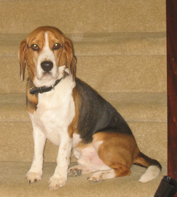Romeo