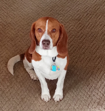 Scooby