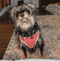 Benny