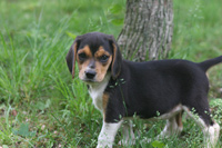 Macie