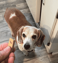 Sparky