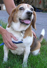 Dexter